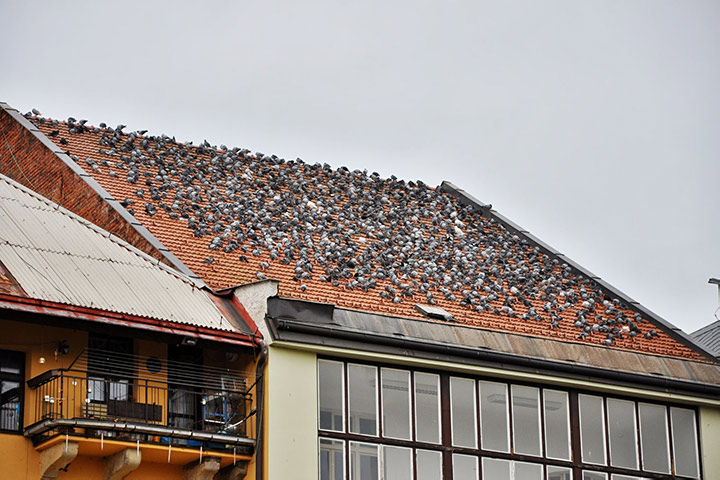 A2B Pest Control are able to install spikes to deter birds from roofs in Leytonstone. 
