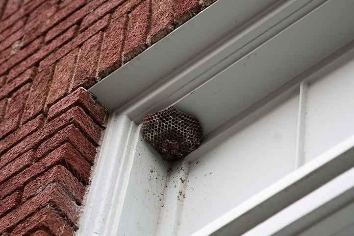 We provide a wasp nest removal service for domestic and commercial properties in Leytonstone.
